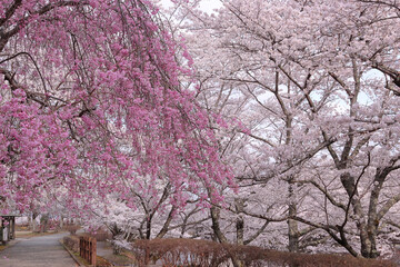 京都府亀岡市　七谷川・和らぎの道　シダレとソメイヨシノの桜