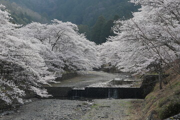 京都府亀岡市　七谷川の桜の風景