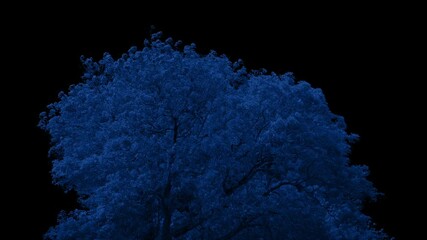 Tree At Night On Black - Powered by Adobe