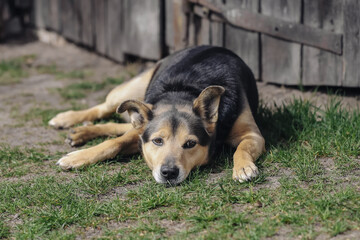 Tired village dog resting. Calm pet laying down. Brown dog on green grass. Sunny day nap. Peaceful dog moment. Rustic wooden barn. Lazy afternoon pose. Warm light on sleeping pet. © Paweł Michałowski