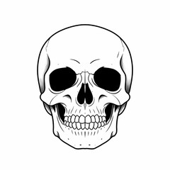 human skull vector illustration