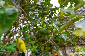 a Peruvian lemon hanging from the tree