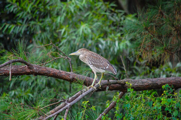 American Bittern
Botaurus lentiginosus