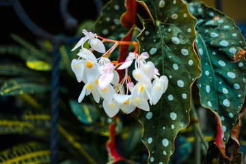 A cluster of delicate white begonia flowers with pink accents, surrounded by green leaves with...