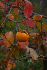 ripe persimmon hanging on a tree. Autumn landscape