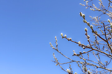 Fresh willow branches against blue sky, Easter celebration and spring greeting concept. Abstract flower arrangement and holiday card, screen banner and design template