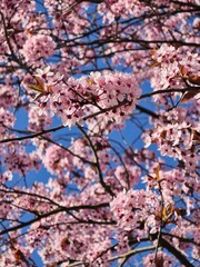 Pink Cherry Blossoms Against Clear Blue Sky