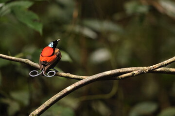 Wilson's bird-of-paradise (Diphyllodes respublica) is a species of passerine bird of the family Paradisaeidae.This photo was taken in Waigeo island, Indonesia.