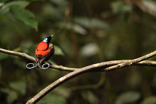 Wilson's bird-of-paradise (Diphyllodes respublica) is a species of passerine bird of the family Paradisaeidae.This photo was taken in Waigeo island, Indonesia.