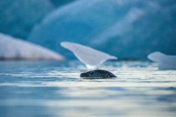 Harbor Seal (Phoca vitulina). Phocidae Swimming Near Icebergs. Calm glacial water with drifting ice formations. Curious gaze creates a mystical arctic moment. © Petr Šimon