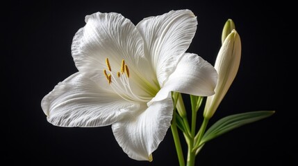 Fototapeta premium Elegant white lily with unopened buds against a stark black background