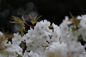 春の訪れを告げる満開の桜