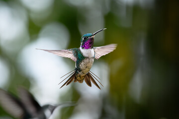El colibrí de Mulsant (Chaetocercus mulsant)  © HelvyGiovanny