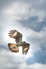 Chimachimá (Milvago chimachima)