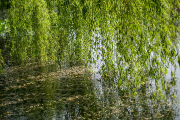 Weeping willow greenery shot in Lake Kerkini SONY DSC