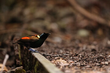Wilson's bird-of-paradise (Diphyllodes respublica) is a species of passerine bird of the family Paradisaeidae.This photo was taken in Waigeo island, Indonesia.