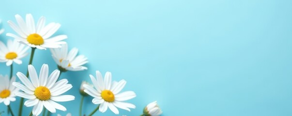 Light blue backdrop, white daisies in bottom corner Simple, elegant desktop wallpaper , white daisies, light blue