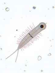Paramecium caudatum is a genus of unicellular ciliated protozoan and Bacterium under the microscope.