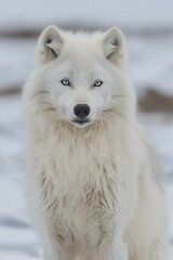 Obraz premium Arctic Wolf Portrait in Snow