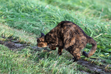 Eine Schildpatt Katze im Feld auf der Jagd nach vor einem Mauseloch