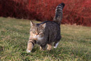 Eine kleine dicke Katze läuft mit grimmigen Blick durchs Gras