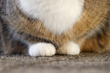 Die flauschigen Pfoten einer kleinen dicken weiß-braunen Katze