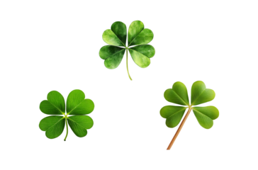 Lucky four leaf clovers good fortune bundle for St Patrick's Day