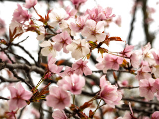 白とピンクの桜の花が満開