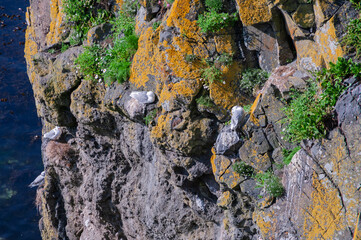 A rocky cliff with a few birds on it