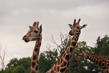 Naklejka premium Two giraffes standing next to each other in a forest