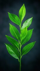Naklejka premium Green leafy branch. Symmetrical plant growth against a blurred dark backdrop