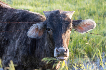 Young bull with head through wire fence