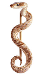 Fototapeta premium Coiled Snake on a Wooden Stick Isolated on a Transparent Background Photo