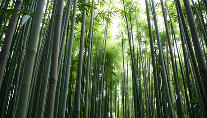 bamboo forest with lots of tall green trees
