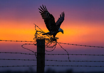 Bald eagle entangled in barbed wire