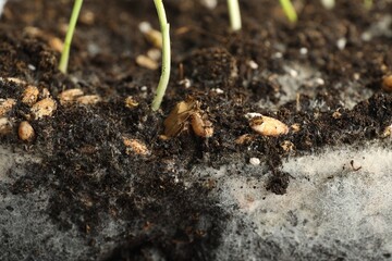 Soil with growing grass and mold, closeup