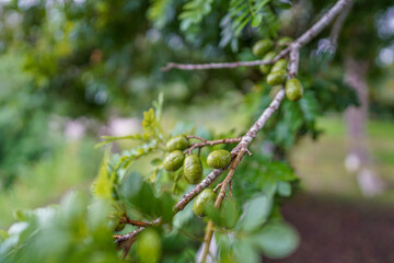 jocote plum tree, unripe fruit
