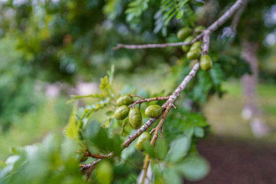 jocote plum tree, unripe fruit