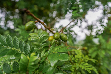 Obraz premium jocote plum tree, unripe fruit