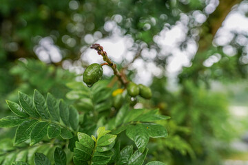 jocote plum tree, unripe fruit