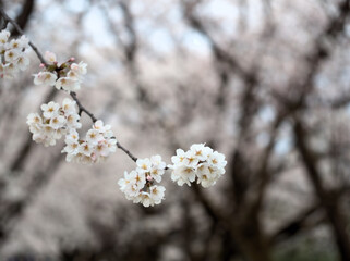4月に咲いた桜「染井吉野（ソメイヨシノ）」