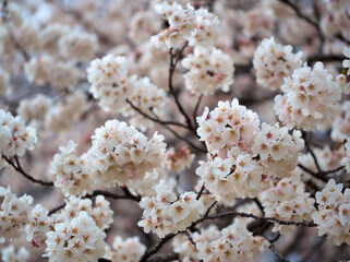 4月に咲いた桜「染井吉野（ソメイヨシノ）」