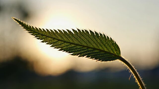 Close up of a serrated leaf with intricate vein details backlit by a warm, blurred sunset creating a natural, peaceful scenery.