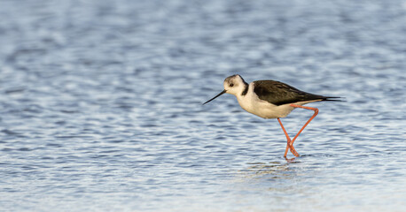 A Pied, or White-Headed, Stilt (Himantopus leucocephalus) wading in shallow lake water looking for food.