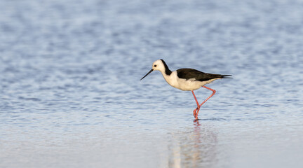 A Pied, or White-Headed, Stilt (Himantopus leucocephalus) wading in shallow lake water looking for food.