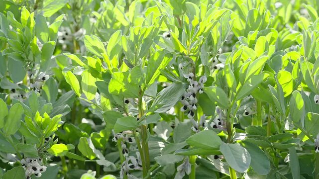 broad bean plant (Vicia faba) flower in the spring