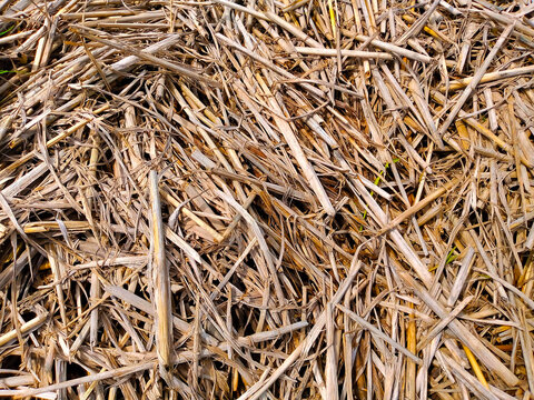 Dry sugarcane stalks texture background &ndash; organic agricultural waste for biomass and composting. Tekstur batang tebu kering &ndash; limbah pertanian organik untuk biomassa dan pengomposan.