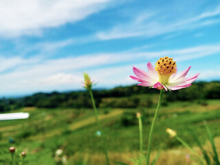 Close-up of pink wildflower blooming in nature with blurred rural landscape and blue sky background...