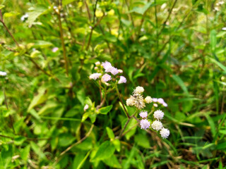 Tiny White Wildflowers in Bloom Among Grass