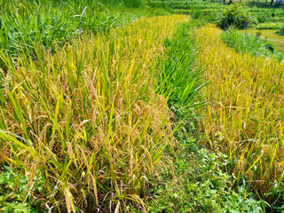 Golden ripe rice plants in lush paddy field under bright blue sky during harvest season, tropical agricultural landscape in Southeast Asia. Tanaman padi matang keemasan di sawah subur.